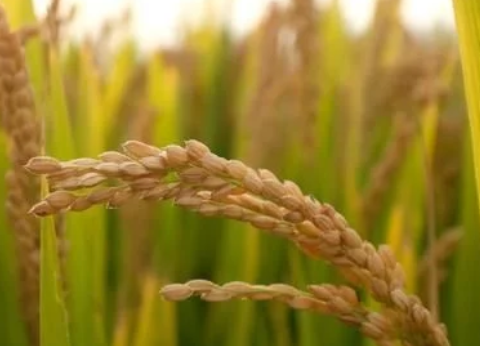 緩控釋肥對水稻生長發(fā)育的影響，這些知識你可能不清楚，不妨看看