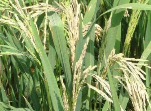 水稻穗頸瘟&ldquo;只能預(yù)防，不能治&rdquo;，肥量高、株密發(fā)生風(fēng)險(xiǎn)高