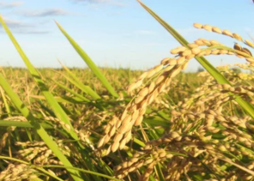 水稻進(jìn)入拔節(jié)孕穗期，農(nóng)民做好這3點(diǎn)，壯桿爭(zhēng)大穗，為高產(chǎn)打基礎(chǔ)