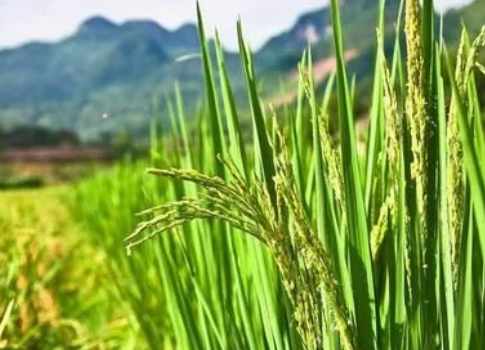 水稻鉀肥什么時(shí)候施用好？有哪些要求？