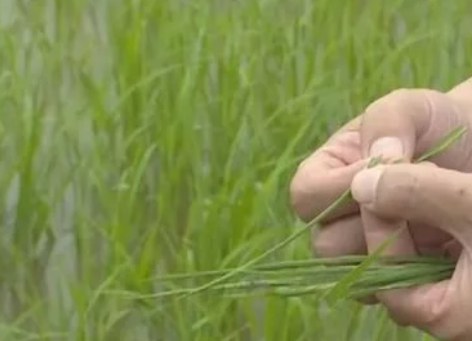 水稻病蟲害來(lái)襲 江夏打響萬(wàn)畝稻田&ldquo;保衛(wèi)戰(zhàn)&rdquo;