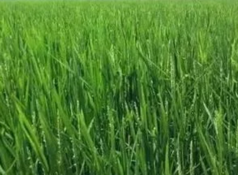 水稻抽穗期能缺水嗎？施什么肥料好？