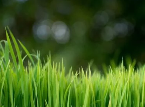 水稻高產(chǎn)栽培技術(shù)，掌握科學(xué)種植技巧，以減少病蟲害的發(fā)生