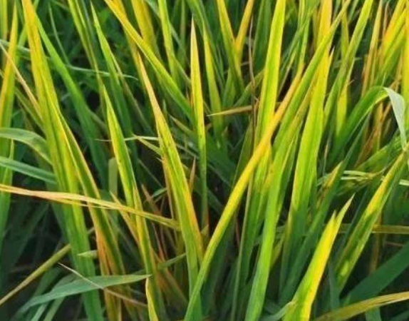 田間水稻一片&ldquo;火紅&rdquo;，細(xì)條病、赤枯病、稻瘟病如何區(qū)別防治？