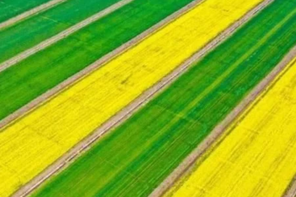 稻谷種植知識，熟知各類抗蟲藥的特點，做好針對性投放