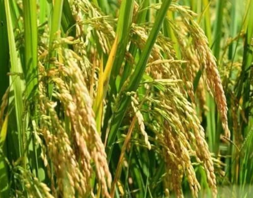 水稻直播高產(chǎn)栽培技術(shù)，要注意這幾點，你也能有大豐收
